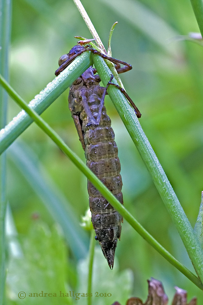 Nascita di un''Aeschna .... suppongo cyanea